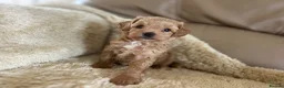 Maltipoo dogs for sale: Quality Maltipoo puppy’s  - Advert 14