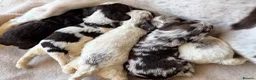Sproodle dogs for sale: F1 Sproodle Puppies  - Advert 9