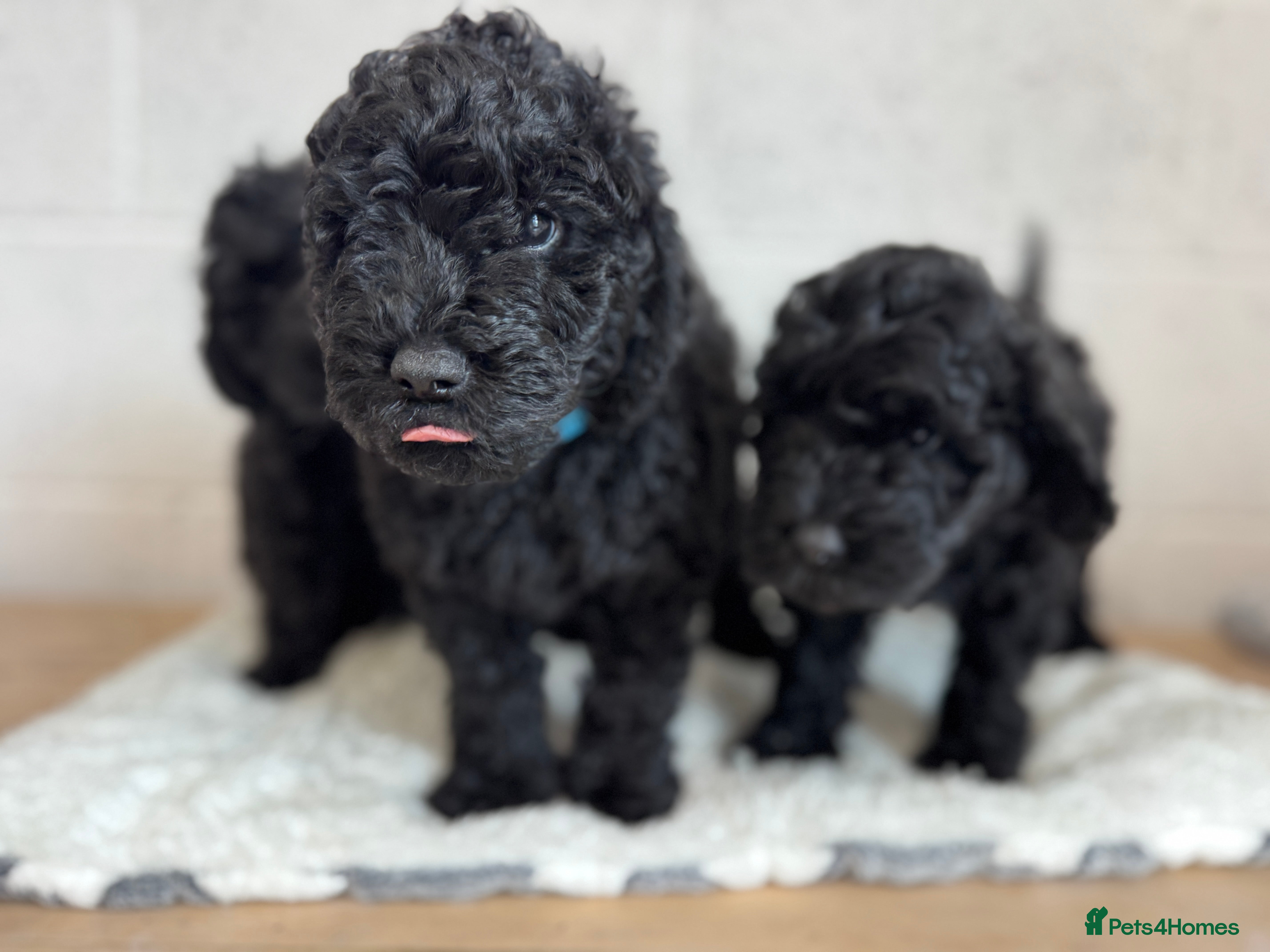 Labradoodle dogs Multi Gen Mini Labradoodle Puppies - Advert 2
