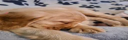 Cocker Spaniel dogs for sale: KC reg Show Cocker Spaniel. Parents health tested - Advert 7