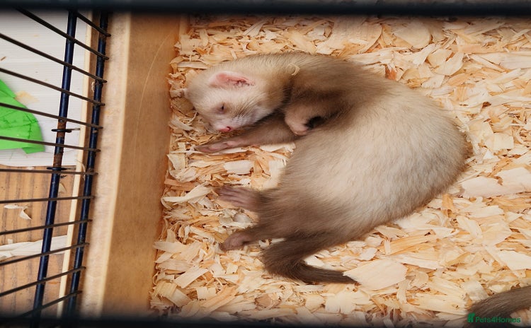 Ferret rodents - Advert 1