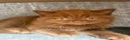 British Shorthair cats for sale: Chocolate GCCF Pure Pedigree British Shorthair - Advert 12