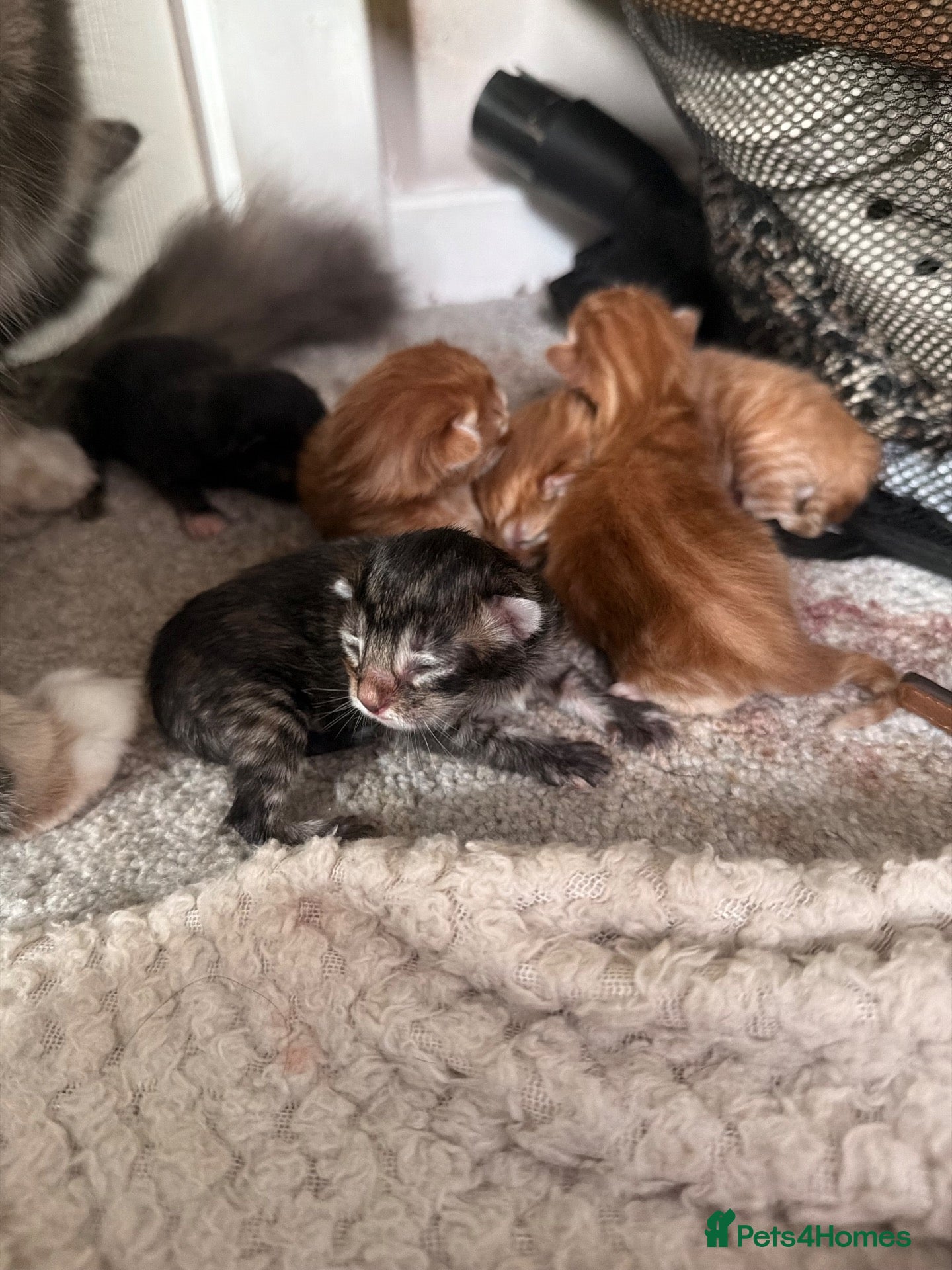 Maine Coon cats Maine coon mix - Advert 7