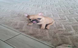 French Bulldog dogs for sale: Two fawn girl French bulldogs - Image 3