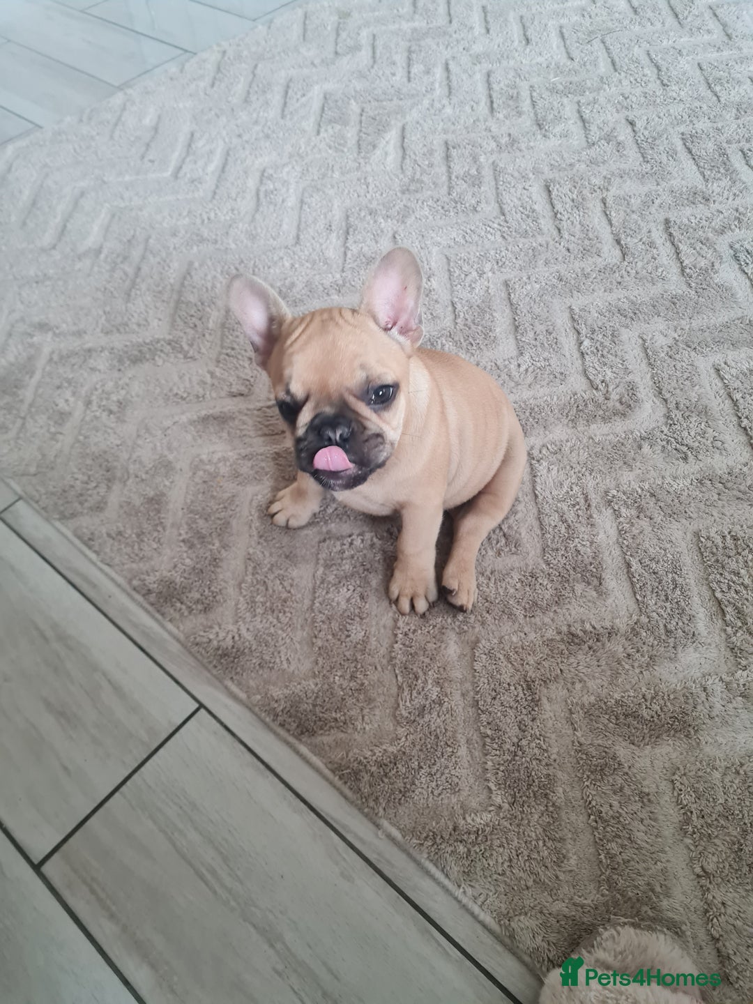 French Bulldog dogs for sale: Two fawn girl French bulldogs - Image 3