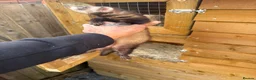 Ferret rodents for sale: 8 ferrets for sale  - Advert 3