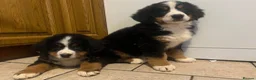 Bernese Mountain Dog dogs for sale: STUNNING BERNESE PUPPIES LAST GIRL - Advert 1