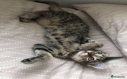 Mixed Breed cats for sale: Kittens for sale - Image 7