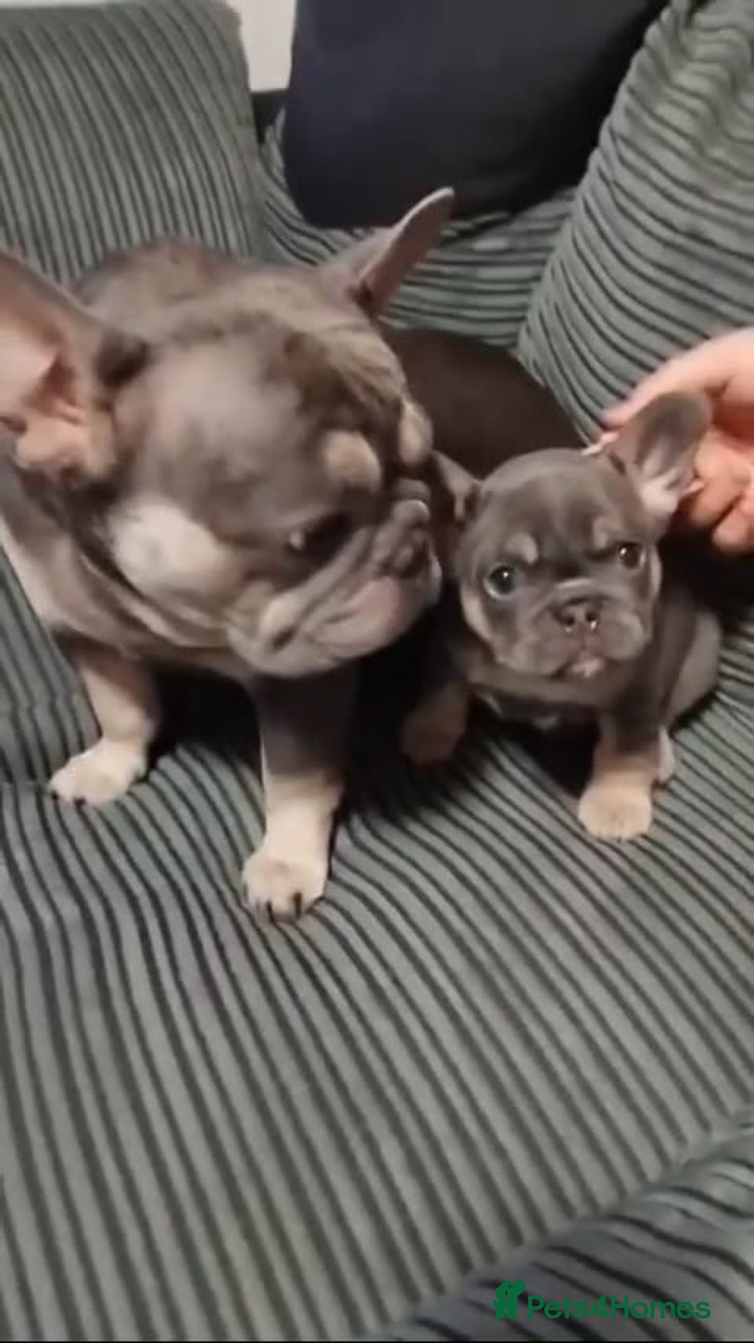 French Bulldog dogs for sale: Female lilac and tan french bulldog called Rose ❤️ - Advert 4