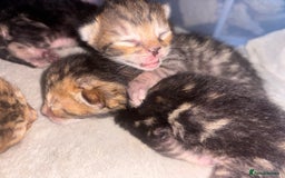 Bengal cats for sale: Half Bengal Kittens - Image 5