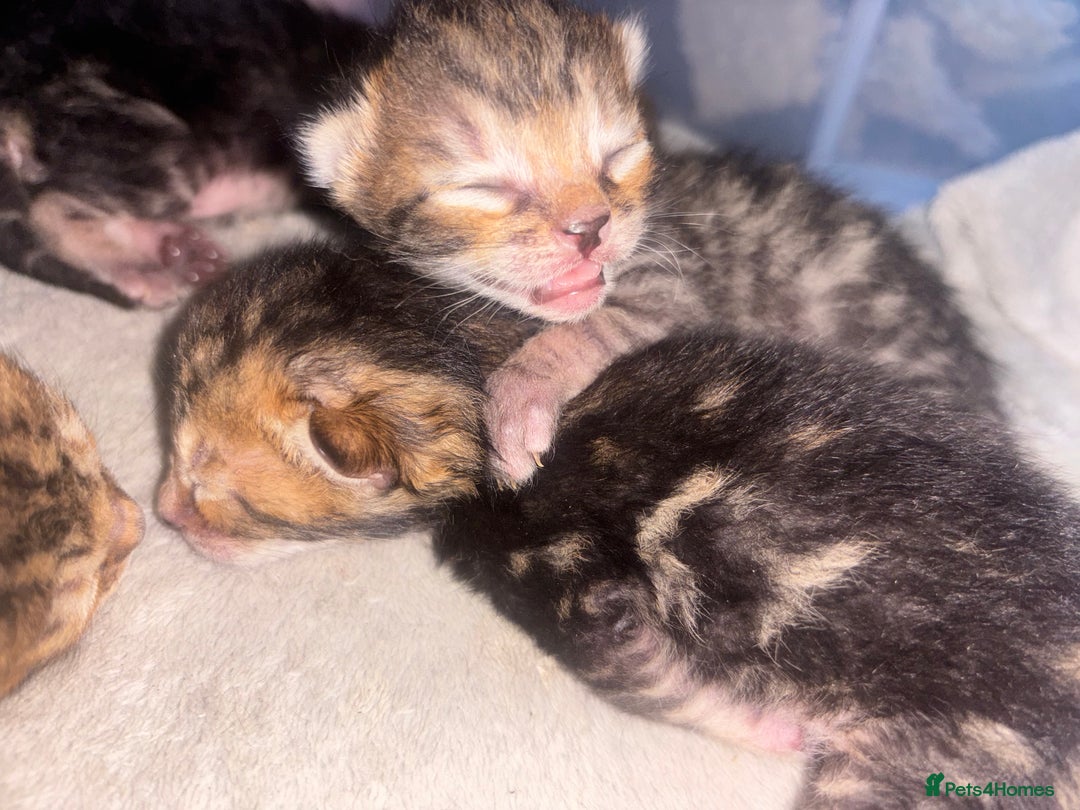 Bengal cats for sale: Half Bengal Kittens - Image 5