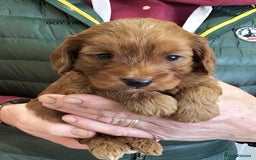 Cockapoo dogs for sale: 5* Miniature F1b Cockapoo Puppies - Advert 36