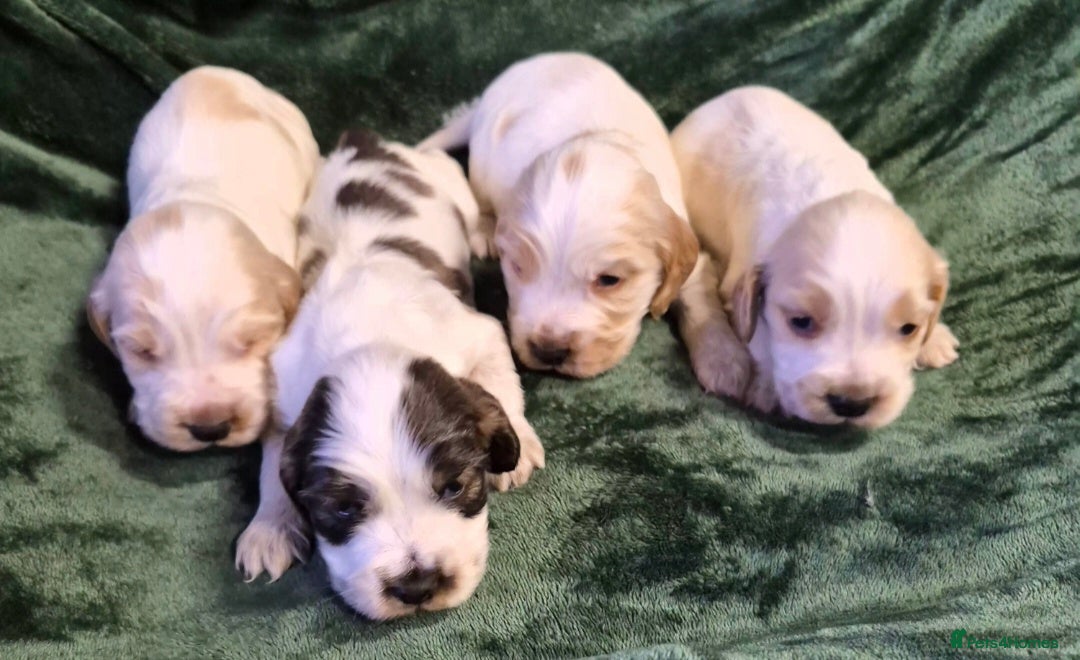 Cocker Spaniel dogs for sale: Beautiful Show Cocker Spaniel Males  - Advert 2