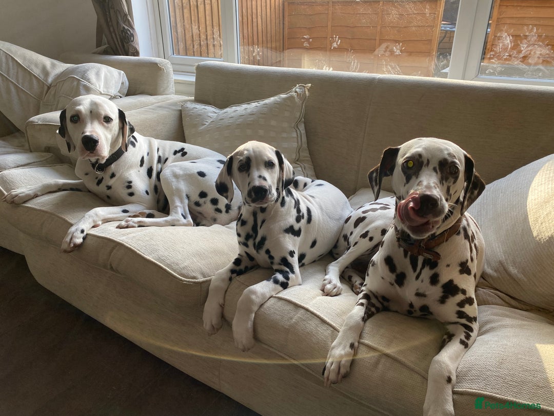 Dalmatian dogs for sale: Top quality show type Dalmatian pups 🐶  - Image 8