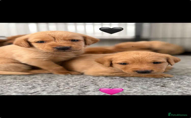 Labrador Retriever dogs - Advert 8