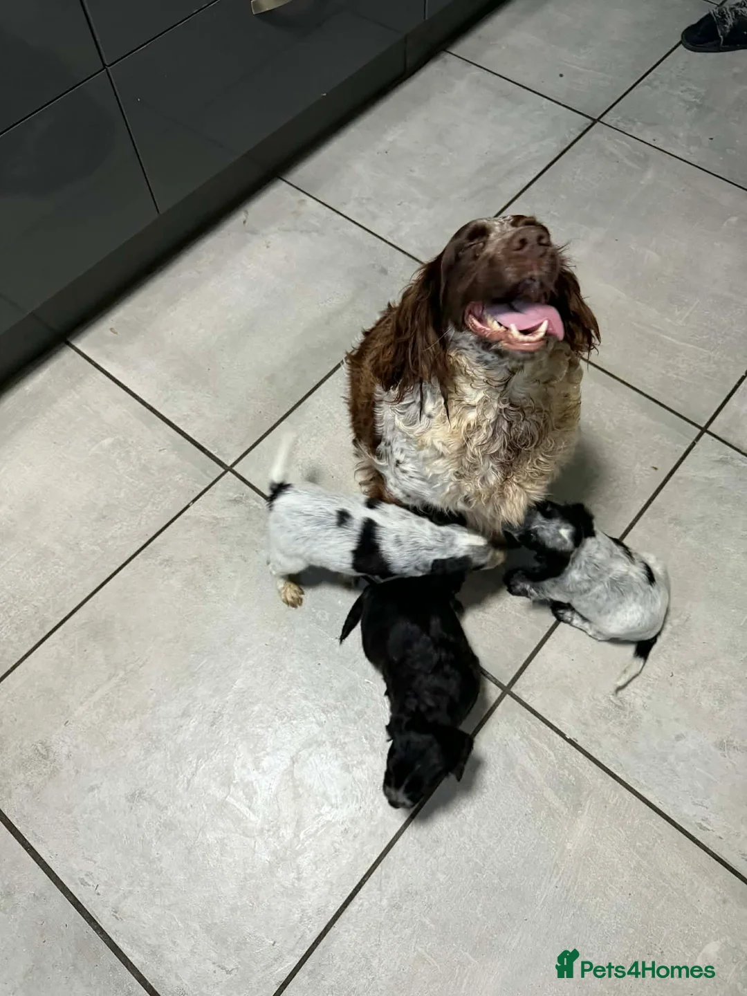 Cocker Spaniel dogs for sale: Beautiful Cocker Spaniel Girls in Exeter - Advert 2