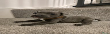 Staffordshire Bull Terrier Puppy 8