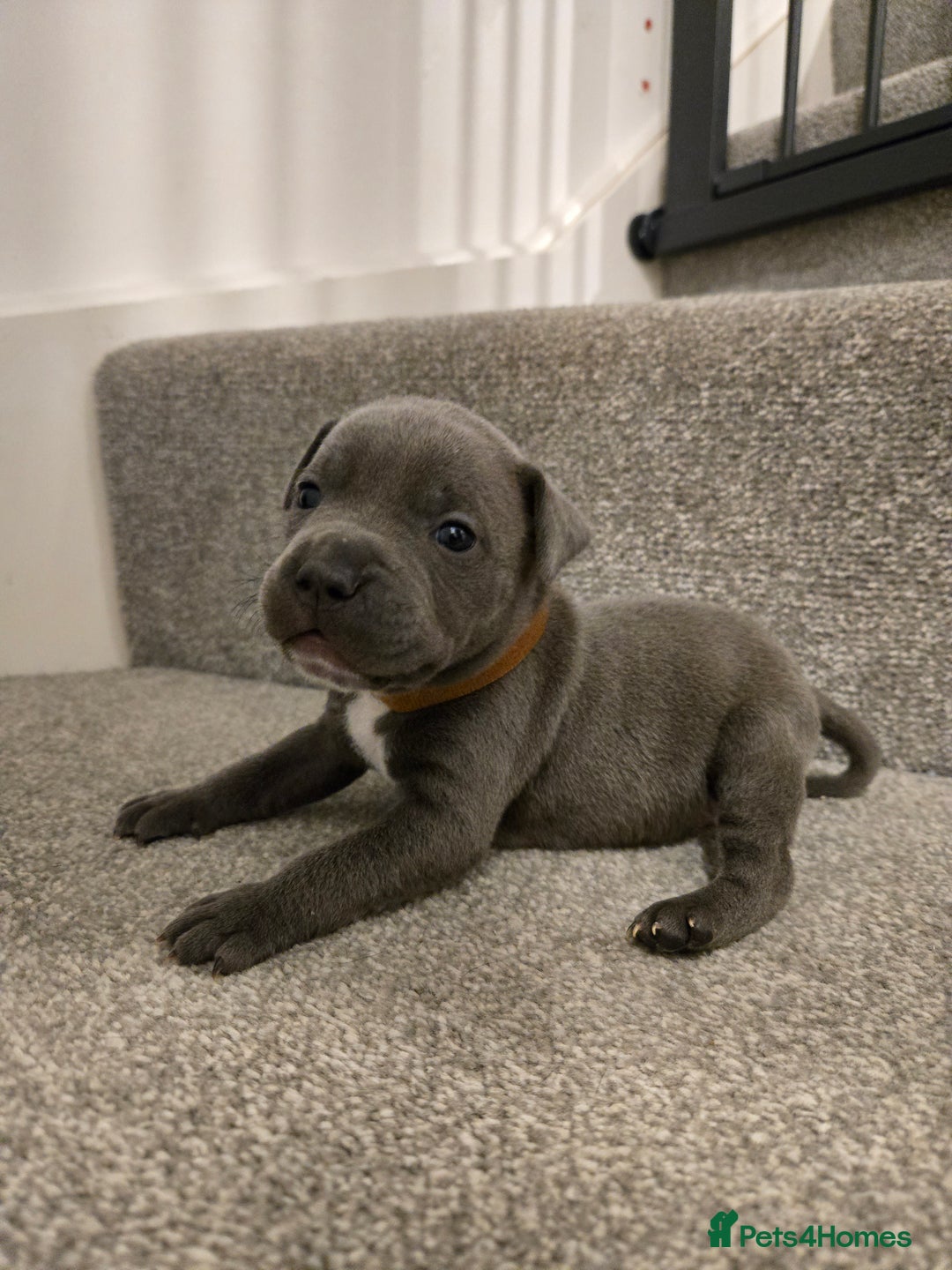 Staffordshire Bull Terrier dogs for sale: Blue Staffy Puppies 🐶 - Advert 30