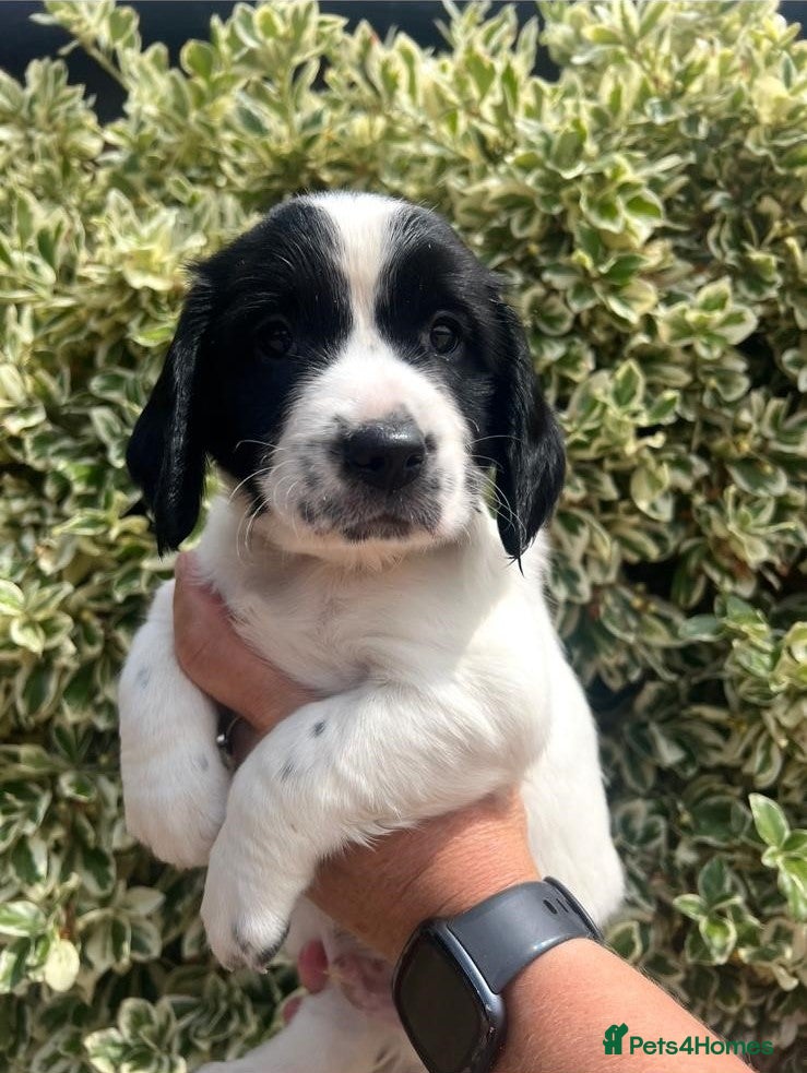 English Springer Spaniel dogs Championship Bred, Fully Health Tested Workers - Advert 2