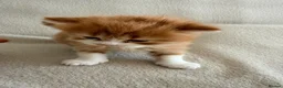 Persian cats for sale: Persian Cross Russian Blue Kittens in London - Advert 9