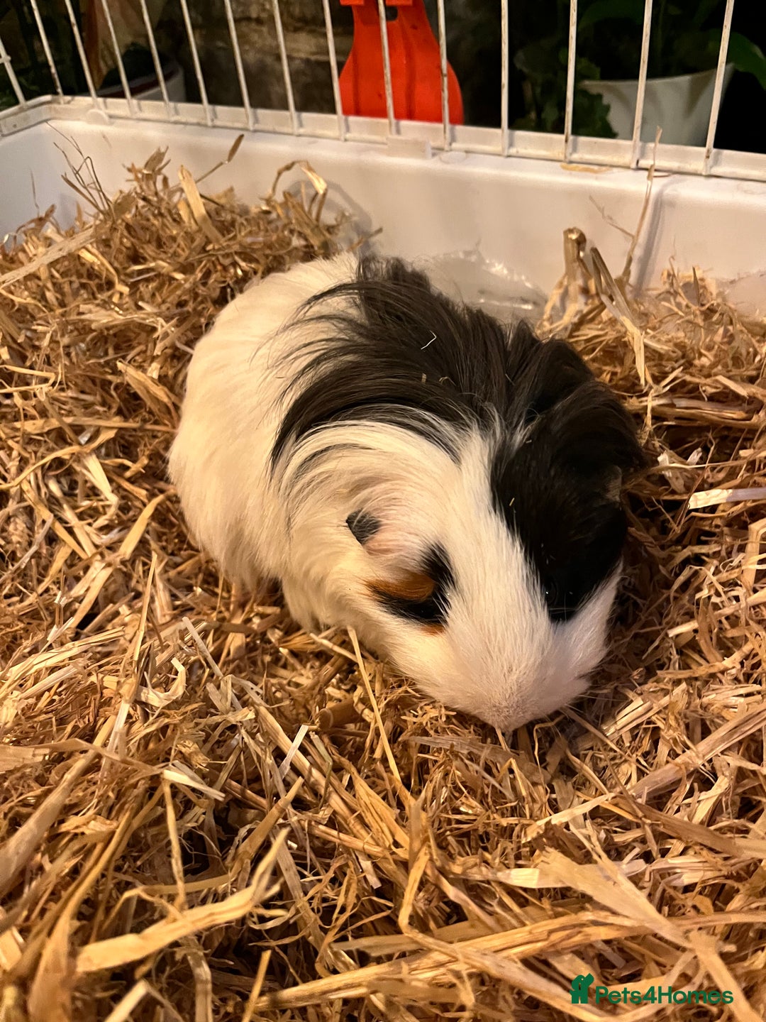 Guinea Pig rodents for sale: 2 Female Guinea Pigs - Image 3