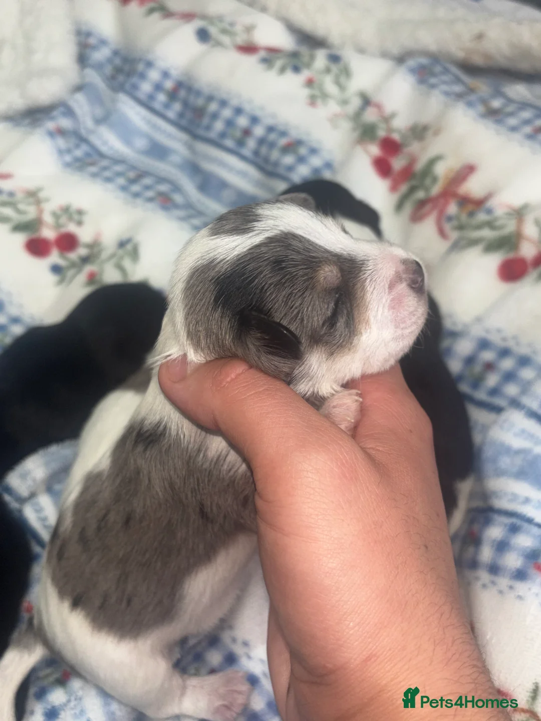 Mixed Breed dogs for sale: Terriers for new homes  - Advert 10