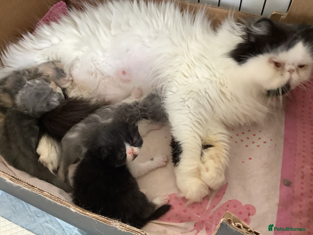 Persian cats for sale: Pedigree Persian Kittens - Image 6