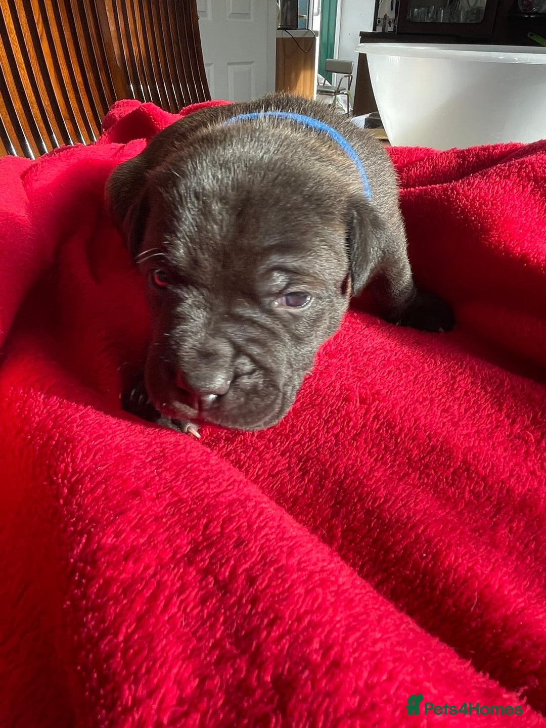 Staffordshire Bull Terrier dogs for sale: Mariusz  - Image 5