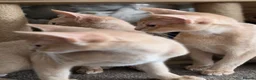 Abyssinian cats for sale: Beautiful Aby kitten just 2 left - Advert 6