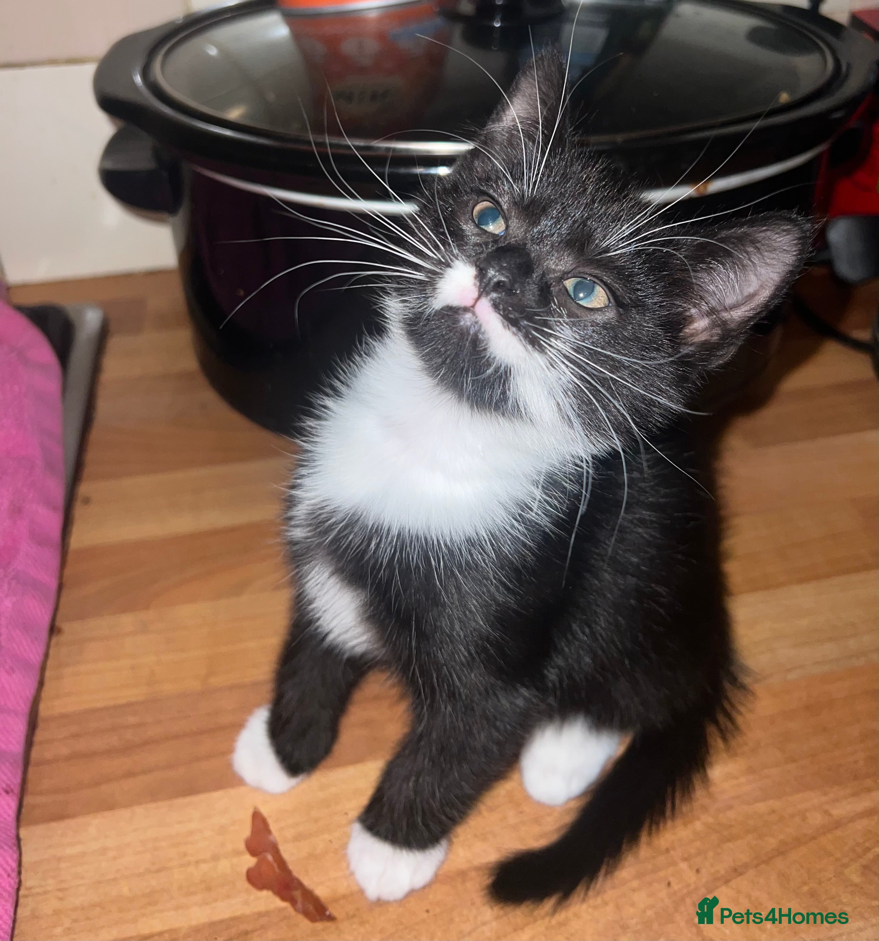 Domestic Shorthair cats Beautiful boy available  - Advert 1