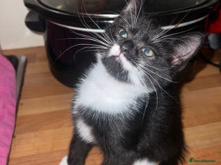 Domestic Shorthair cats Beautiful boy available - Advert 1