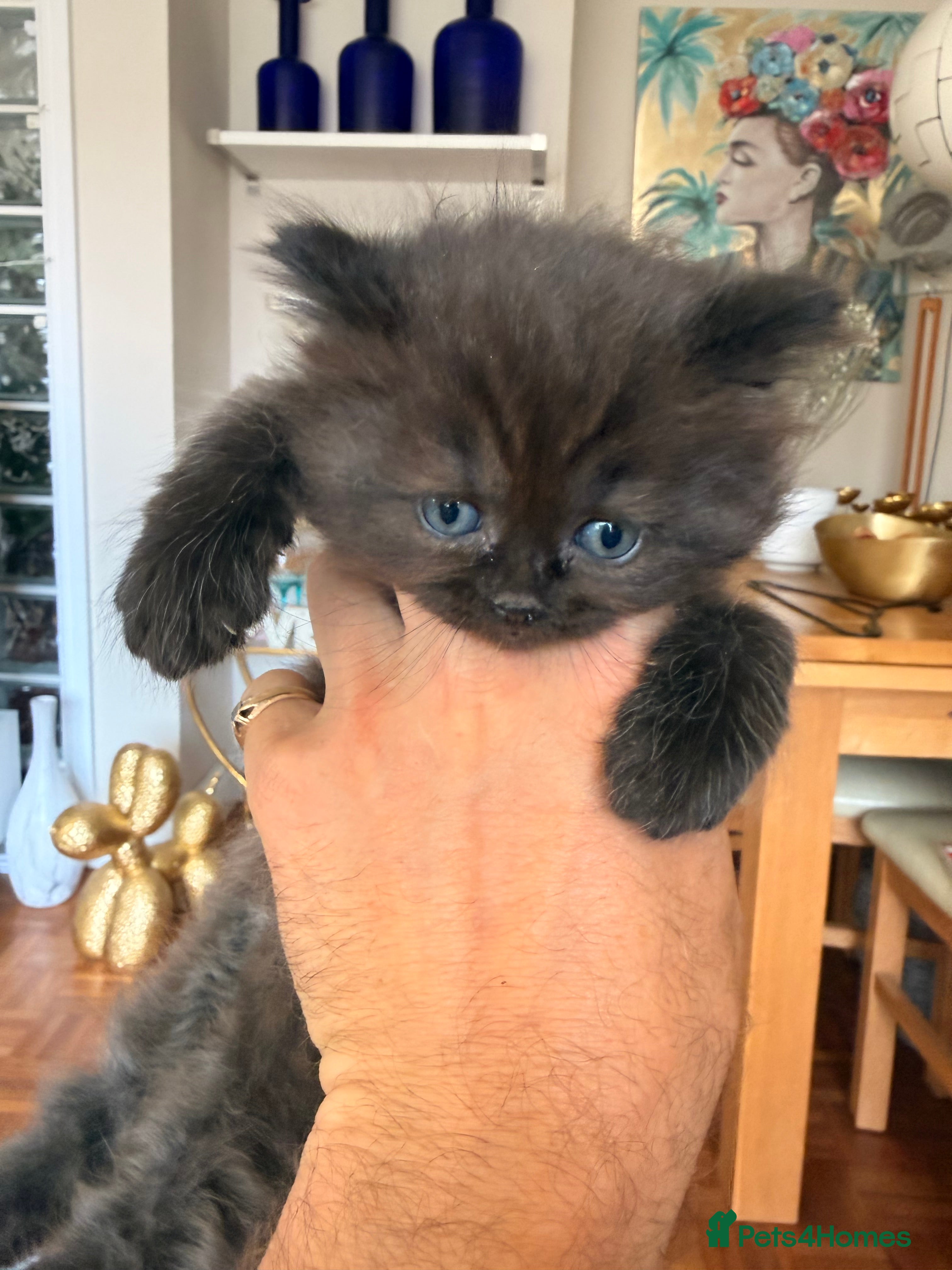 British Longhair cats for sale: Beautiful rainbow litter now available to reserve - Advert 16