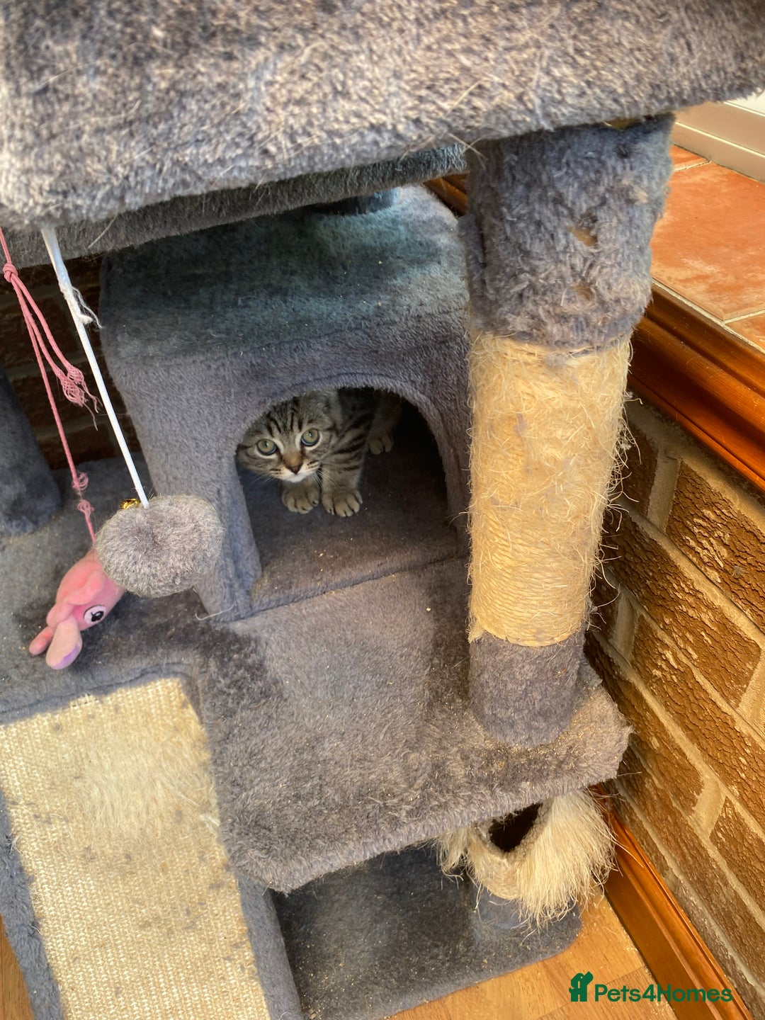 British Shorthair cats for sale: BSH Pedigree Chunky Kittens Chocolate/Gold striped - Image 16