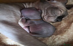 Sphynx cats for sale: FIFe stunning kittens - Image 8