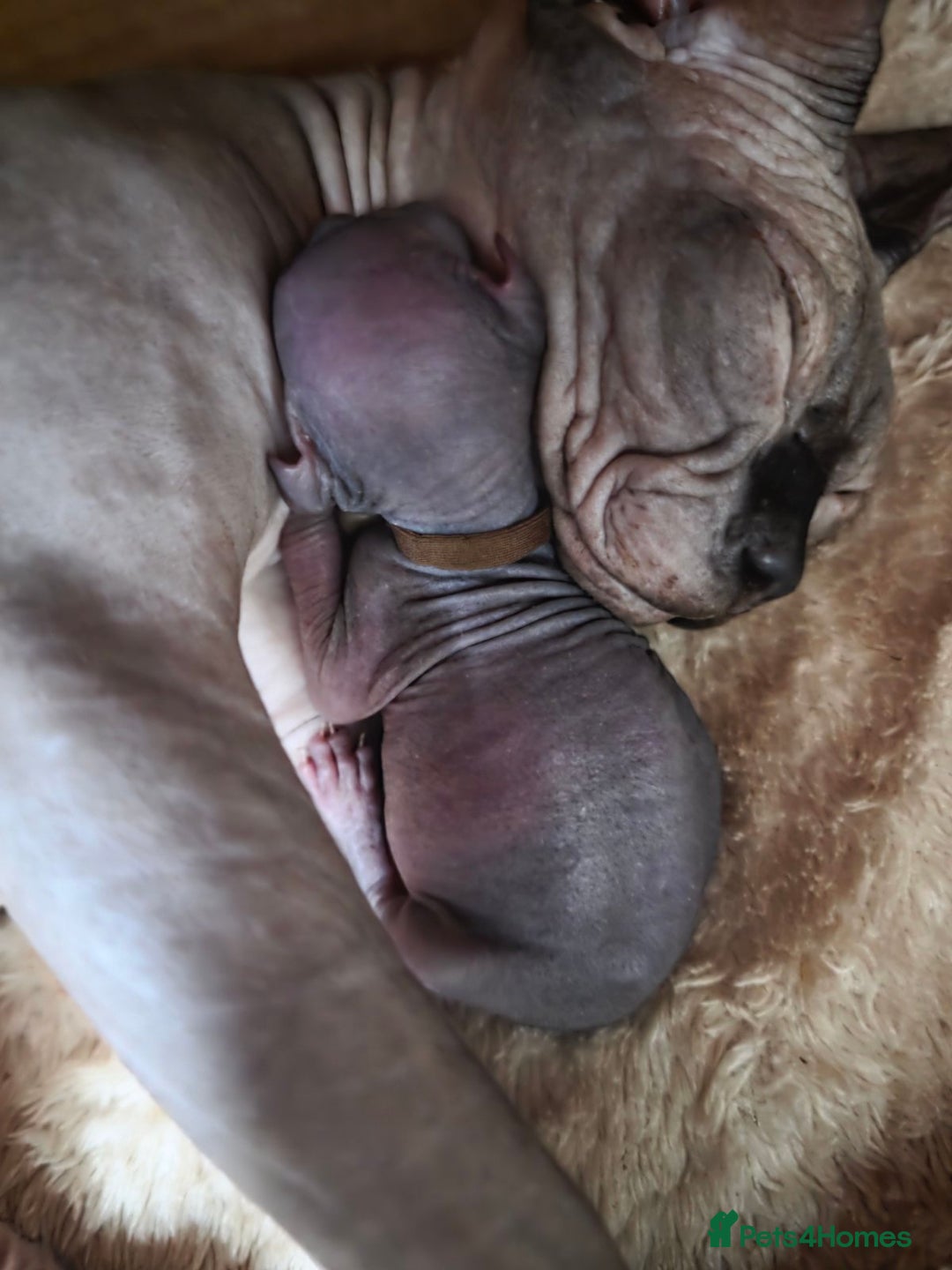 Sphynx cats for sale: FIFe stunning kittens - Image 8