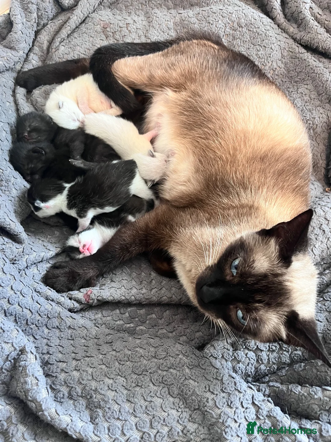 Mixed Breed cats for sale: Beautiful Siamese, Black, and Black/White Kittens  - Advert 1