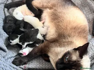 Mixed Breed cats Beautiful Siamese, Black, and Black/White Kittens - Advert 6