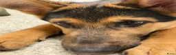 German Shepherd dogs for sale: German shepherd  - Advert 4