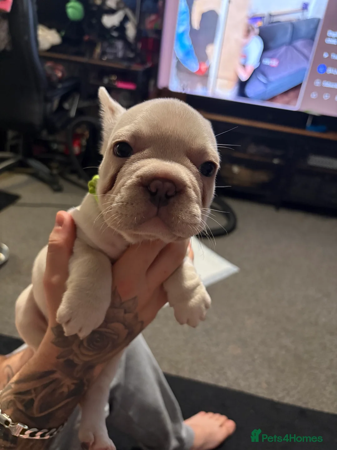 French Bulldog dogs for sale: Last 2 french bulldog pups available  - Advert 7