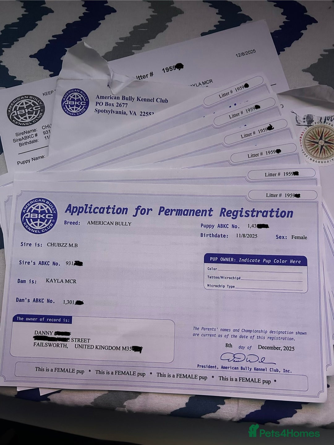 American Bully dogs for sale: Lilac’s Miniature microbully’ puppy’s - Advert 8