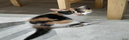 British Shorthair cats for sale: 2 Kittens  - Advert 4