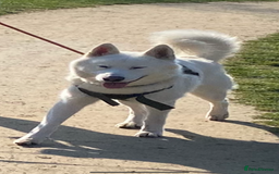 Siberian Husky dogs for sale: Simba - Image 1