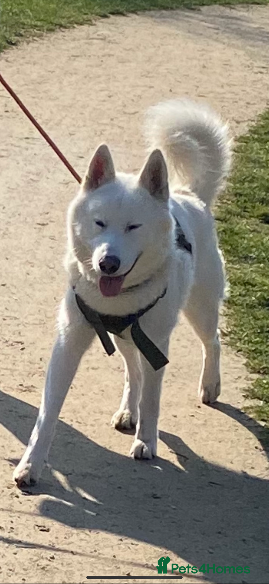 Siberian Husky dogs for sale: Simba - Image 1