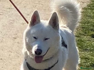 Siberian Husky dogs - Advert 7