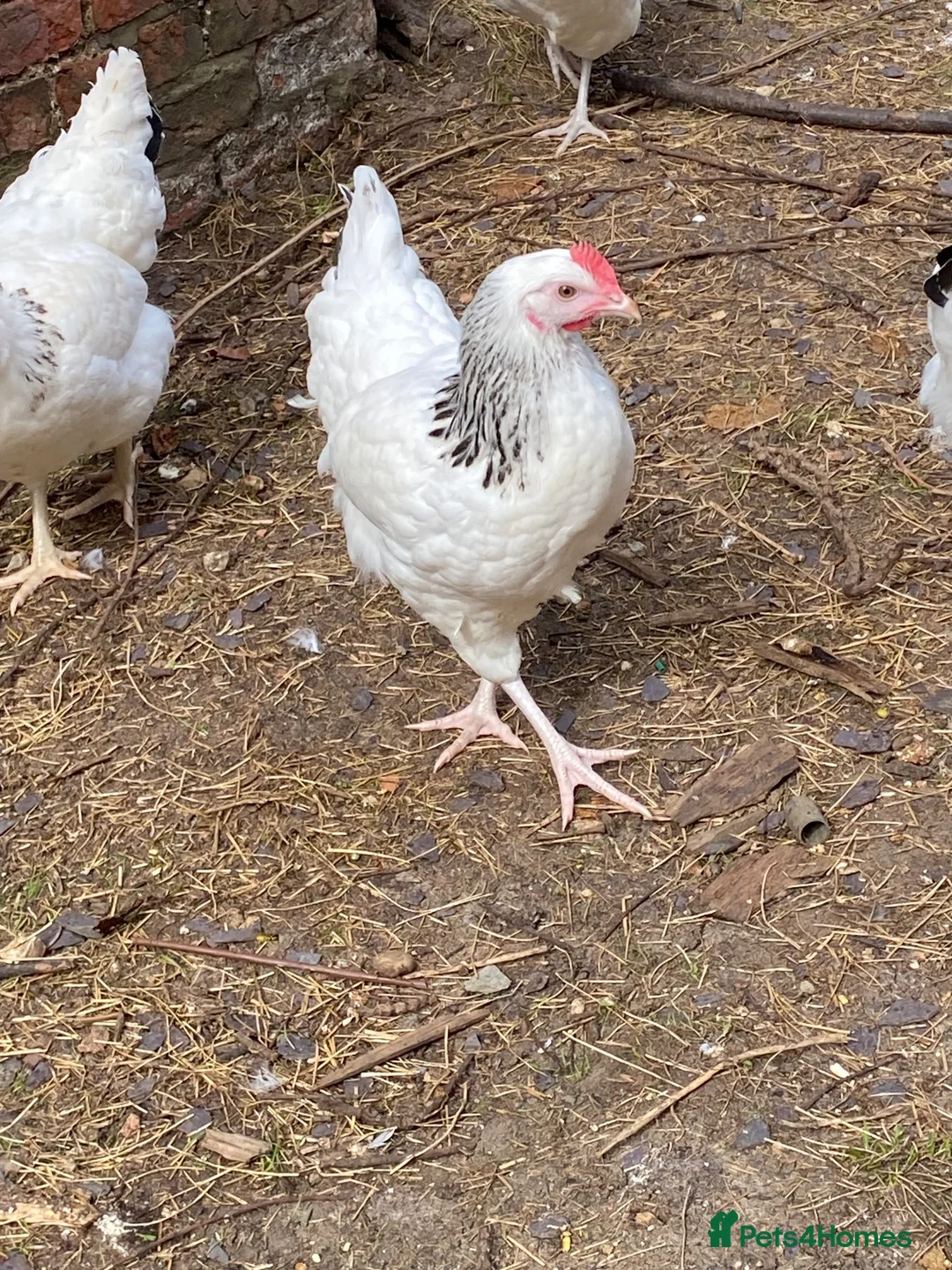 Chickens poultry for sale: Light Sussex Hens  - Advert 5