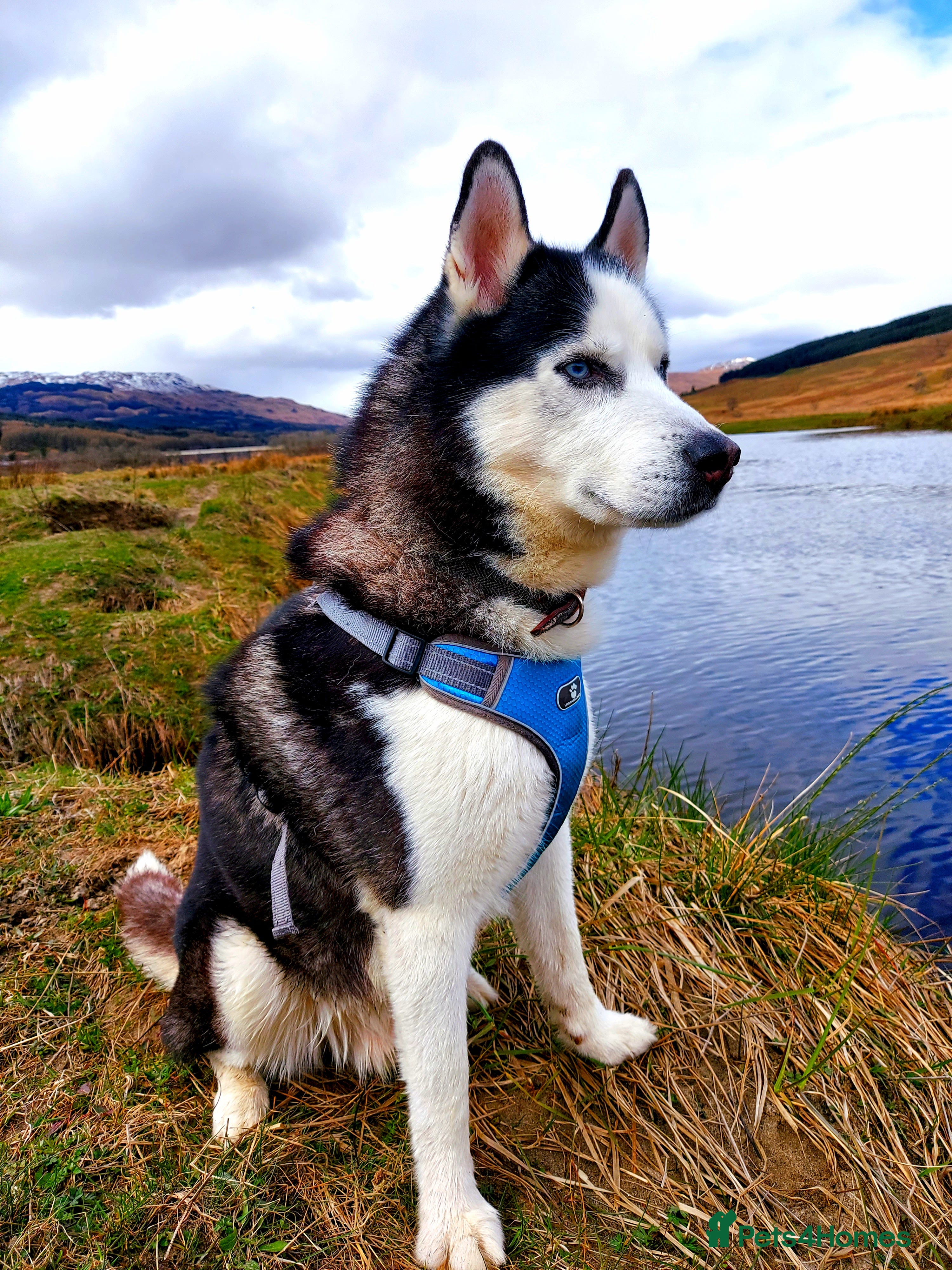 Siberian Husky dogs Siberian Husky for Stud in Glasgow - Advert 2