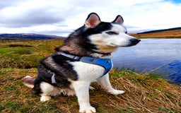 Siberian Husky dogs for stud: Siberian Husky for Stud in Glasgow - Image 1