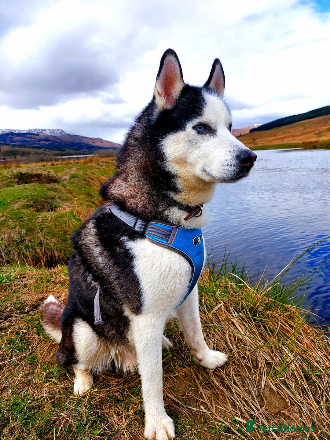 Siberian Husky dogs for stud: Siberian Husky for Stud in Glasgow - Image 1