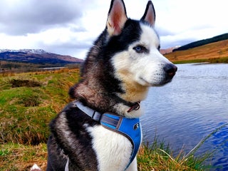 Siberian Husky dogs Siberian Husky for Stud in Glasgow - Advert 10