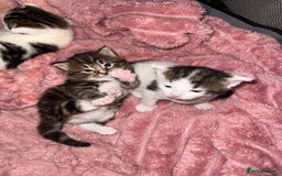 Mixed Breed cats for sale: Tabby and white kittens  - Image 6